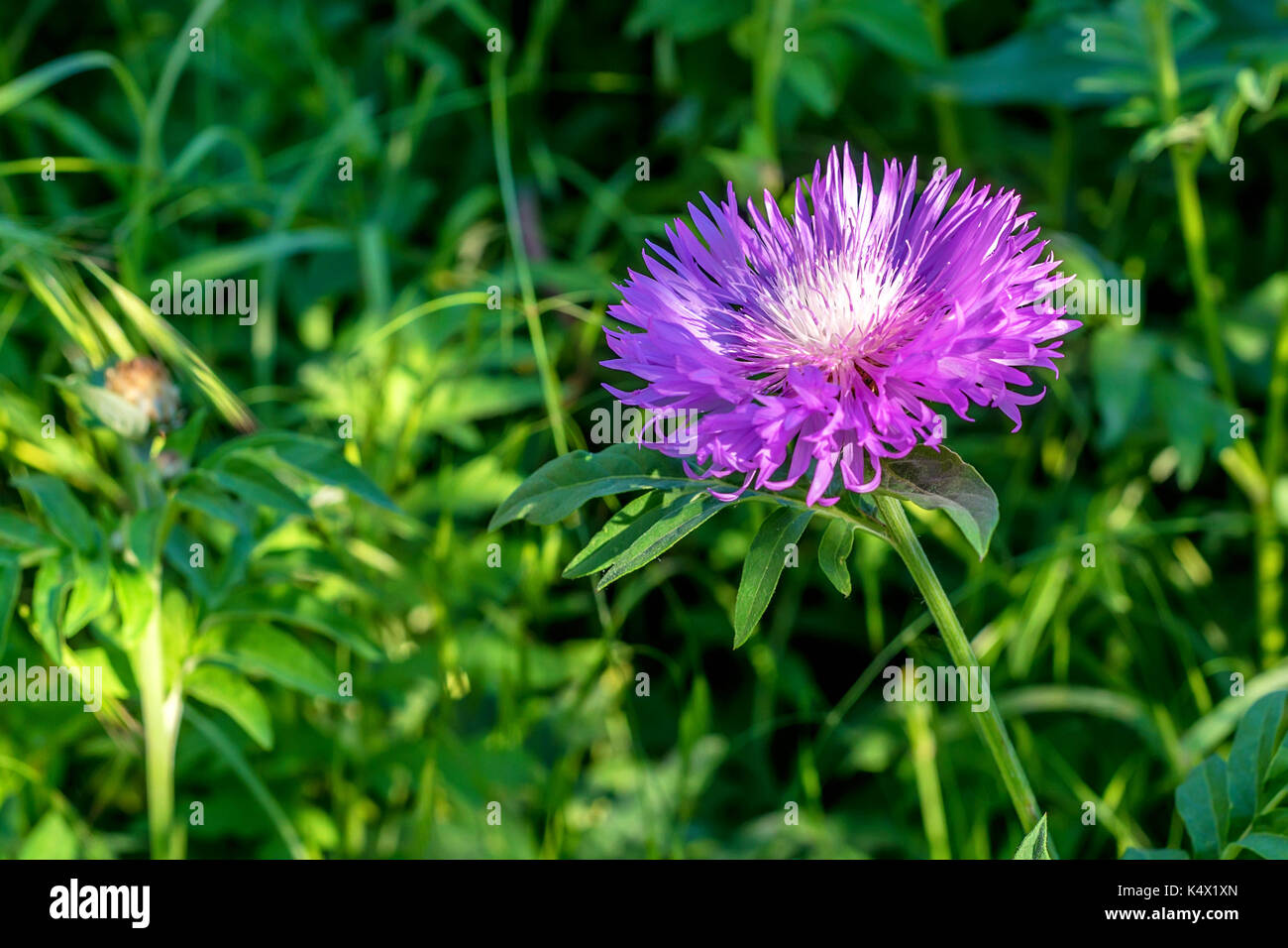 Flower of the whitewash cornflower Stock Photo