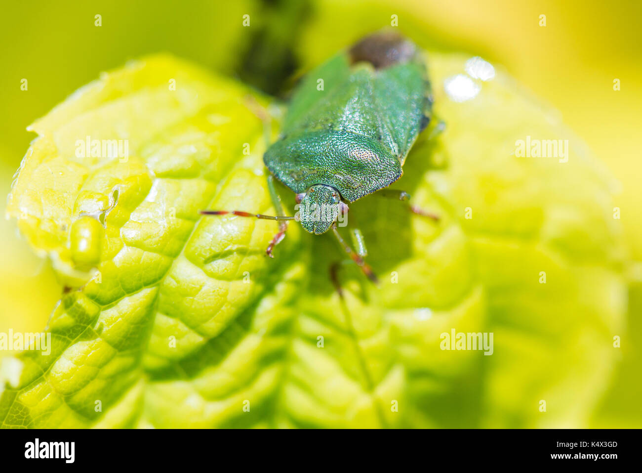 A green shield bug (Palomena prasina) on a leaf Stock Photo
