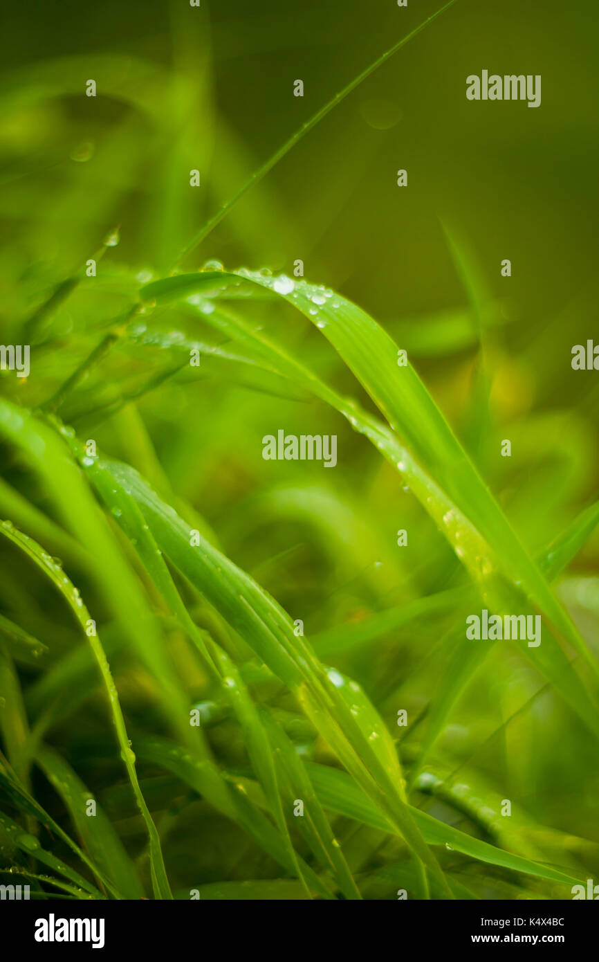 grass with morning dew for natural background Stock Photo Alamy