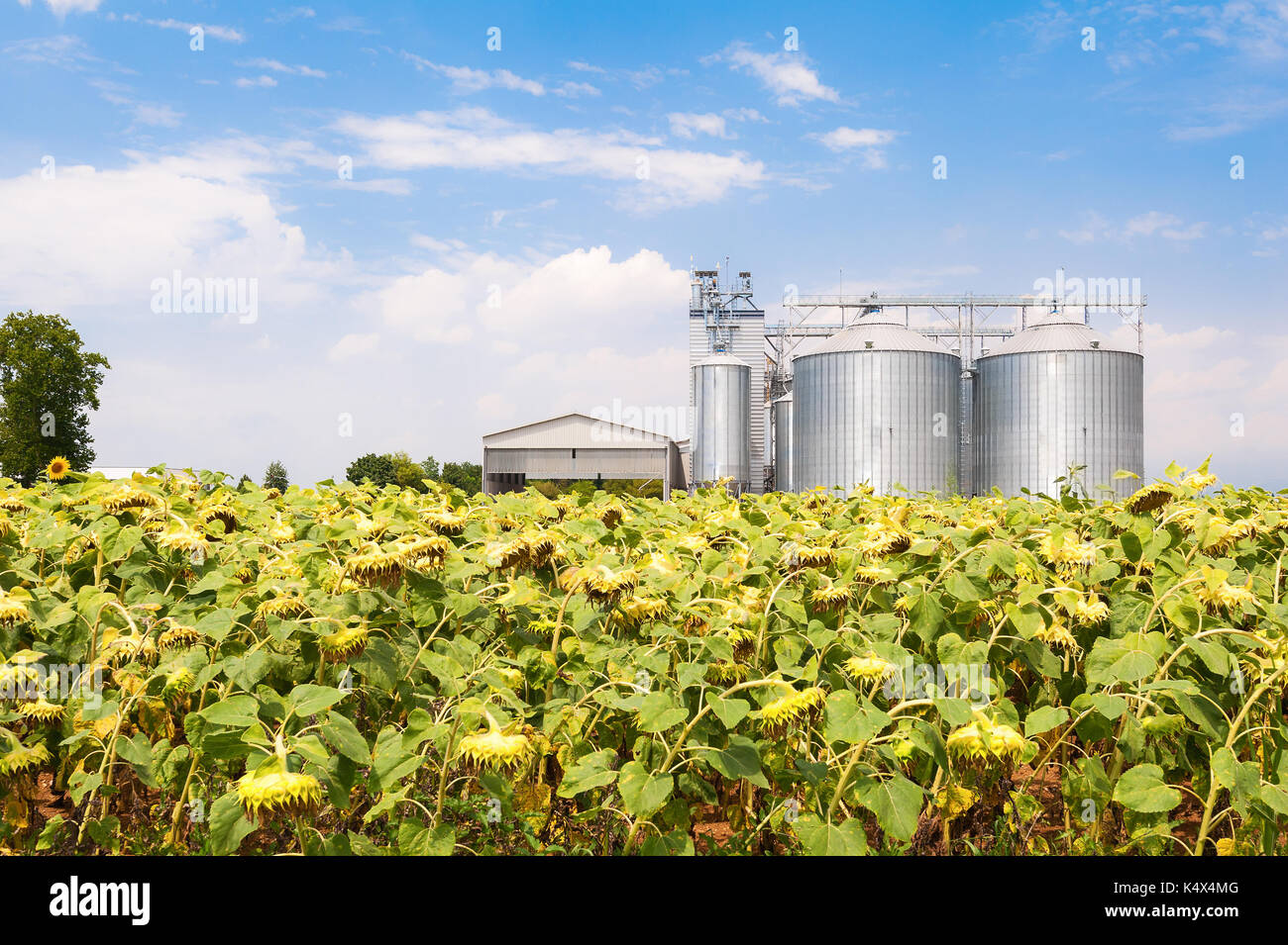 Field of sunflowers ready for harvest, agricultural silos and blue sky with clouds. Stock Photo