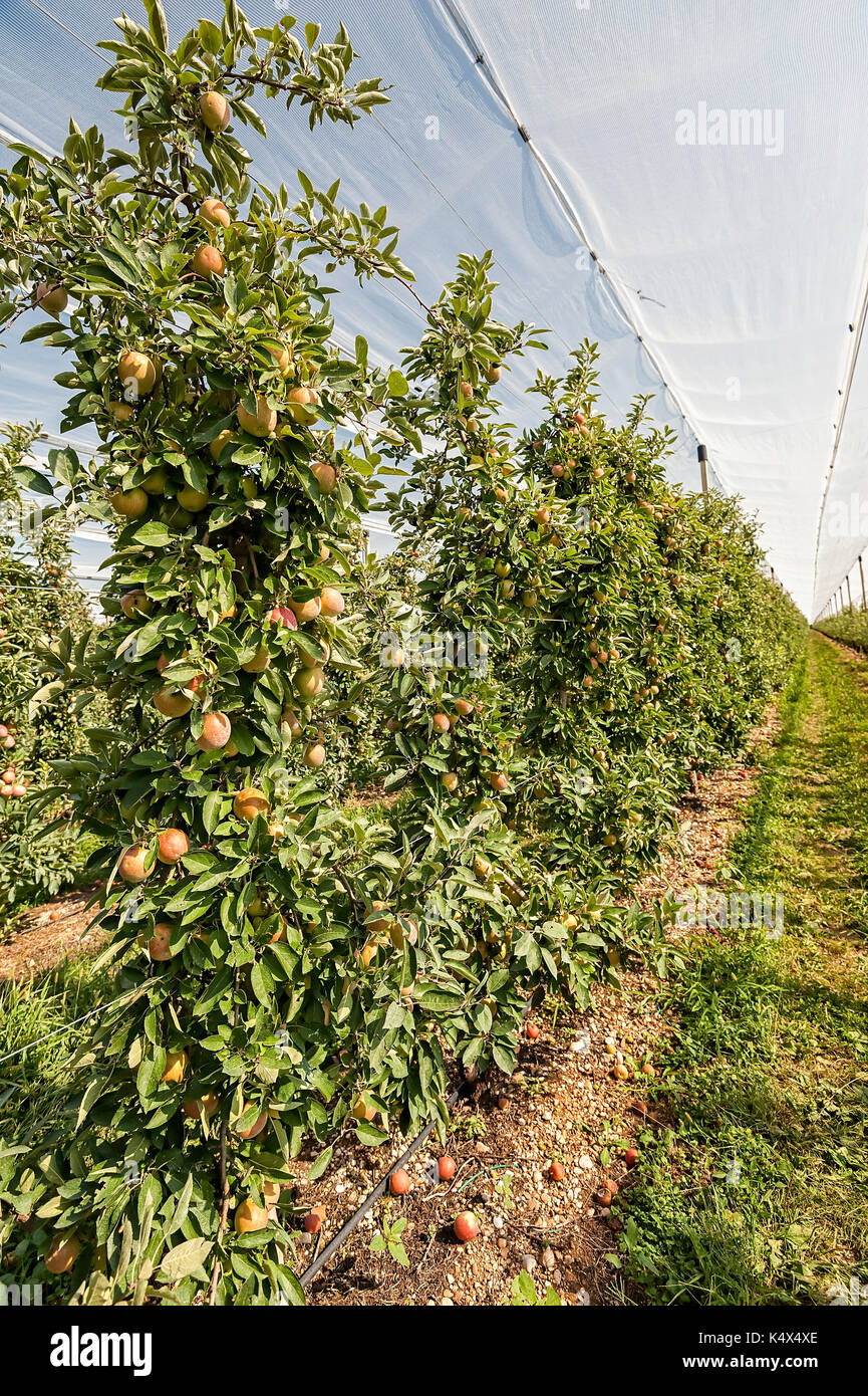 Orchard with apple trees in a field in summer Stock Photo - Alamy