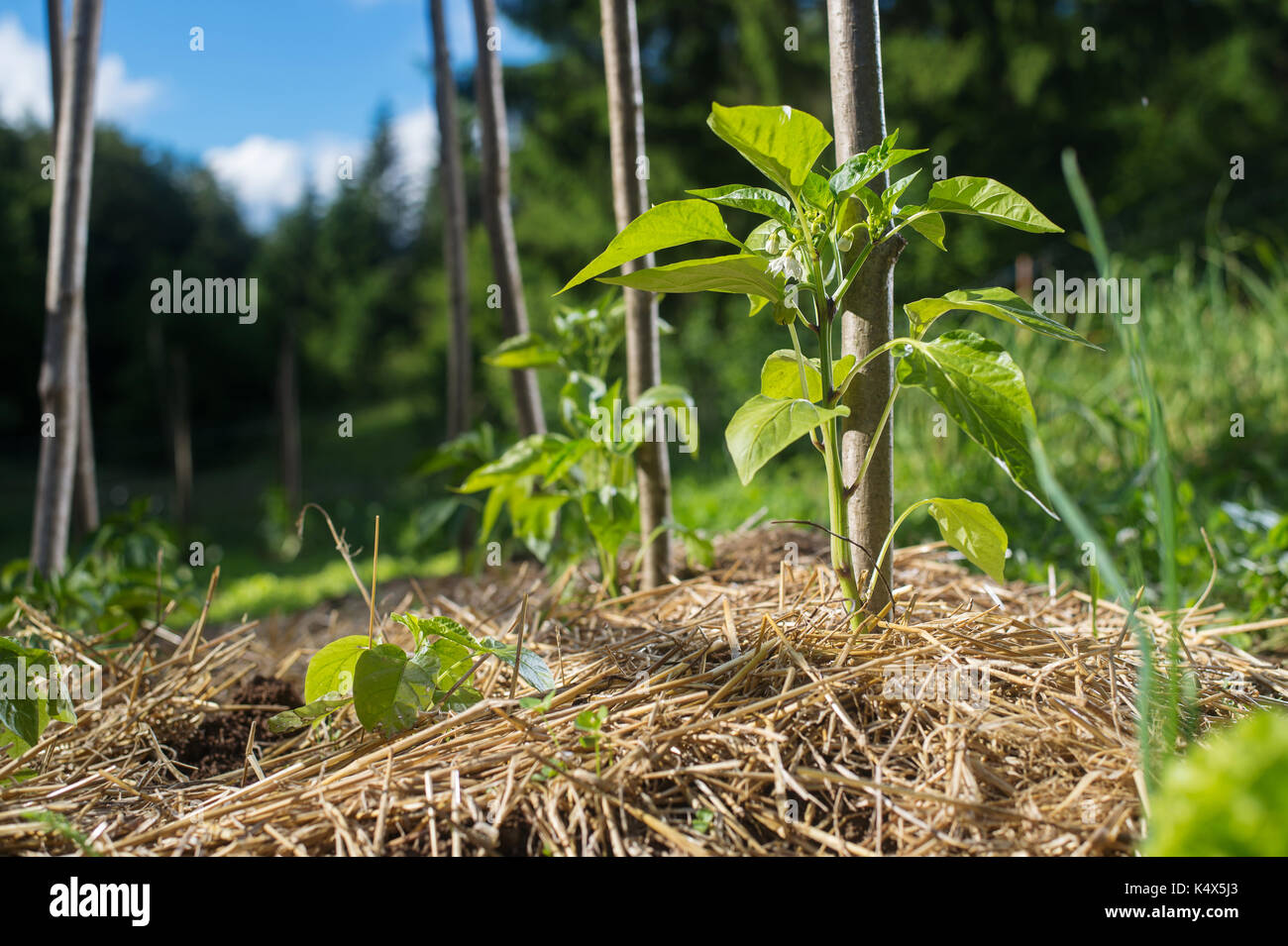 Young capsicum plants in the garden covered with straw mulch to protect from drying out and weed control. Stock Photo