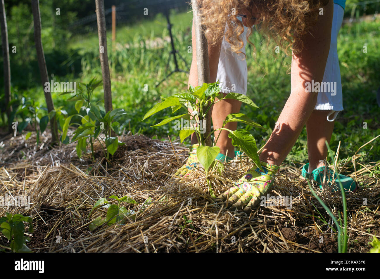 Covering young capsicum plants with straw mulch to protect from drying out quickly ant to control weed in the garden. Using mulch for weed control, wa Stock Photo