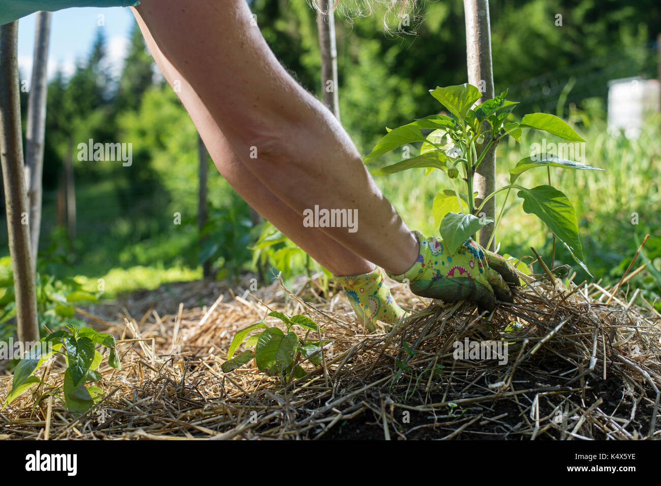 Covering young capsicum plants with straw mulch to protect from drying