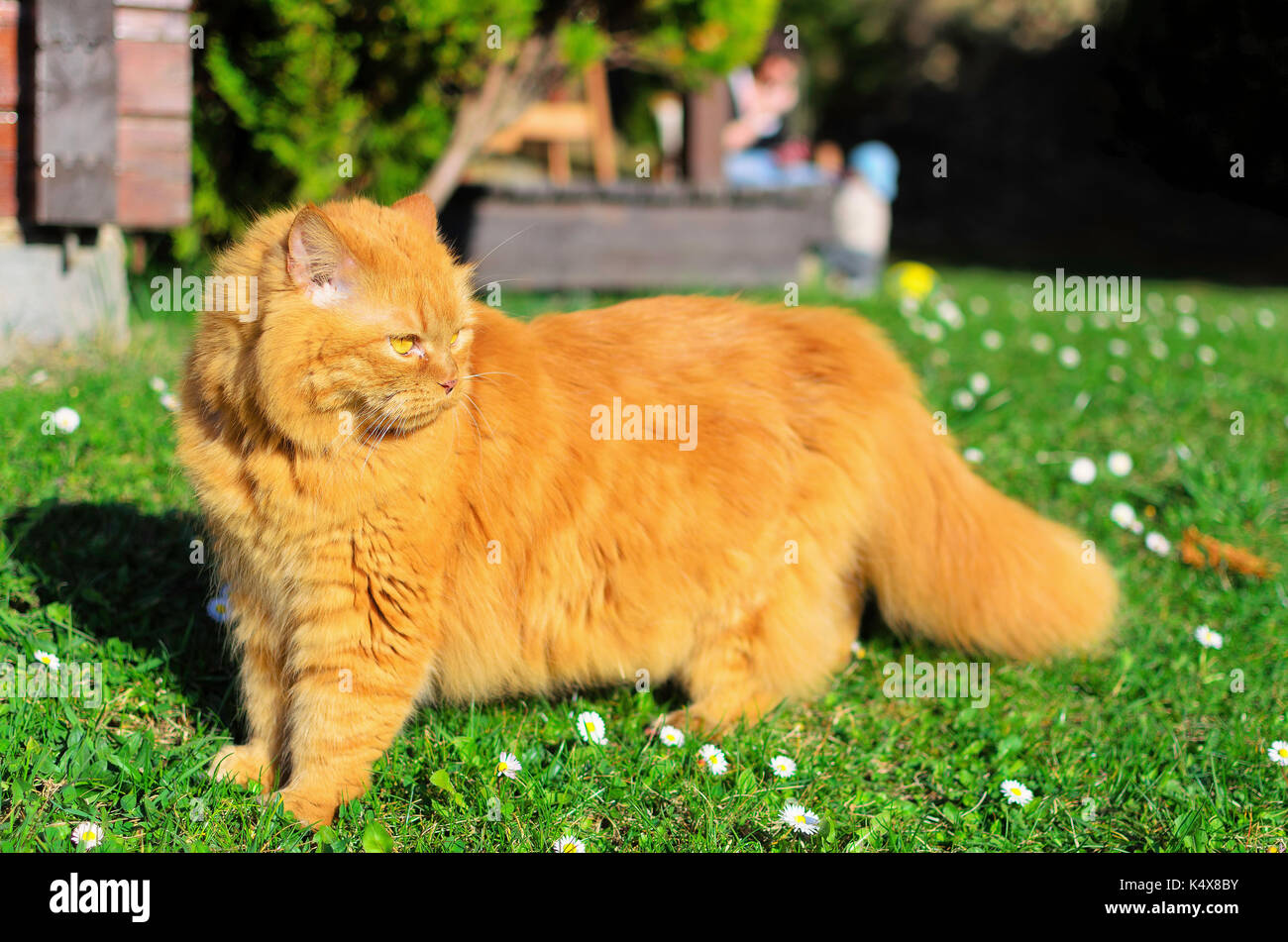 beautiful furry cat Stock Photo