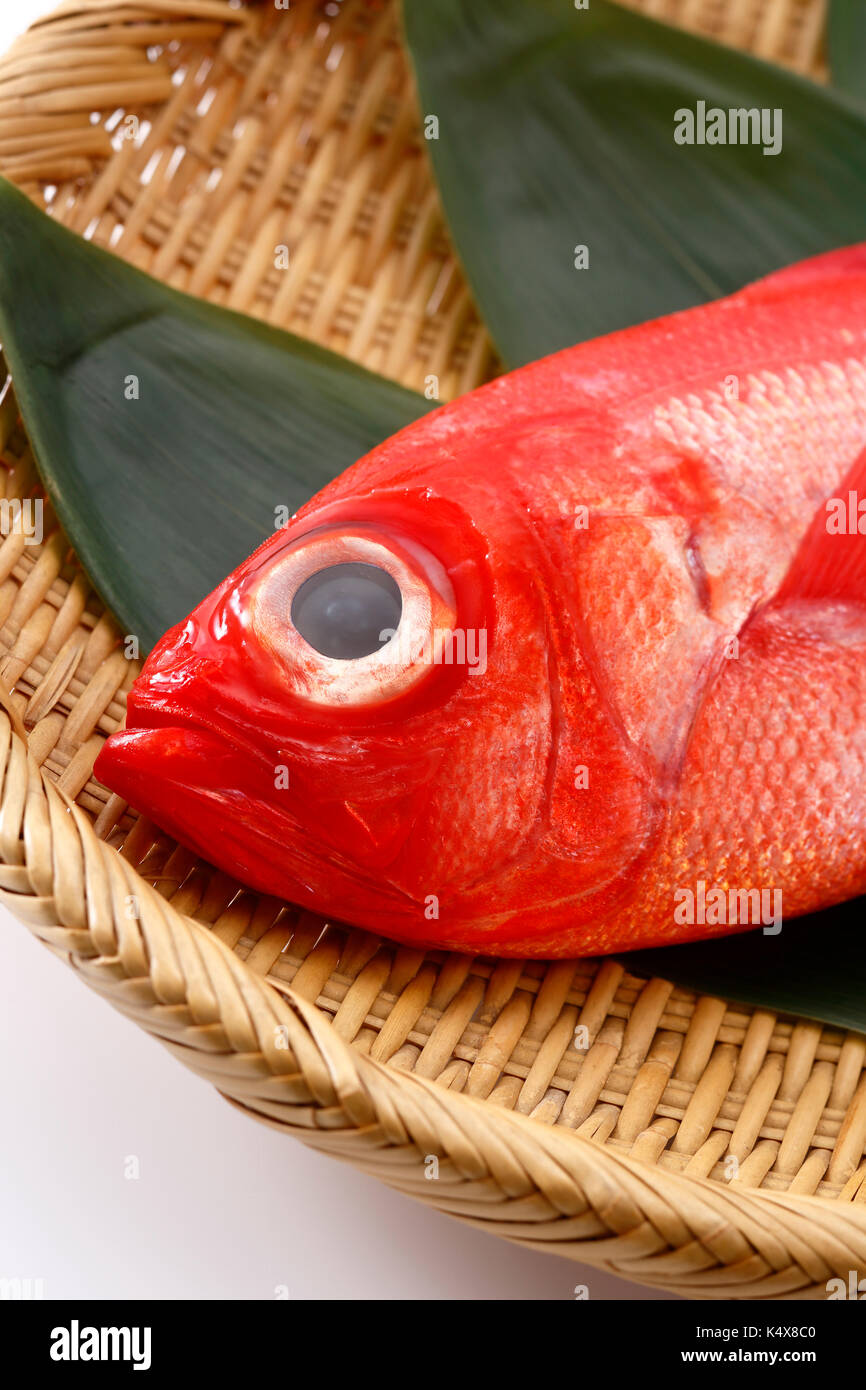 Red Snapper Stock Photo