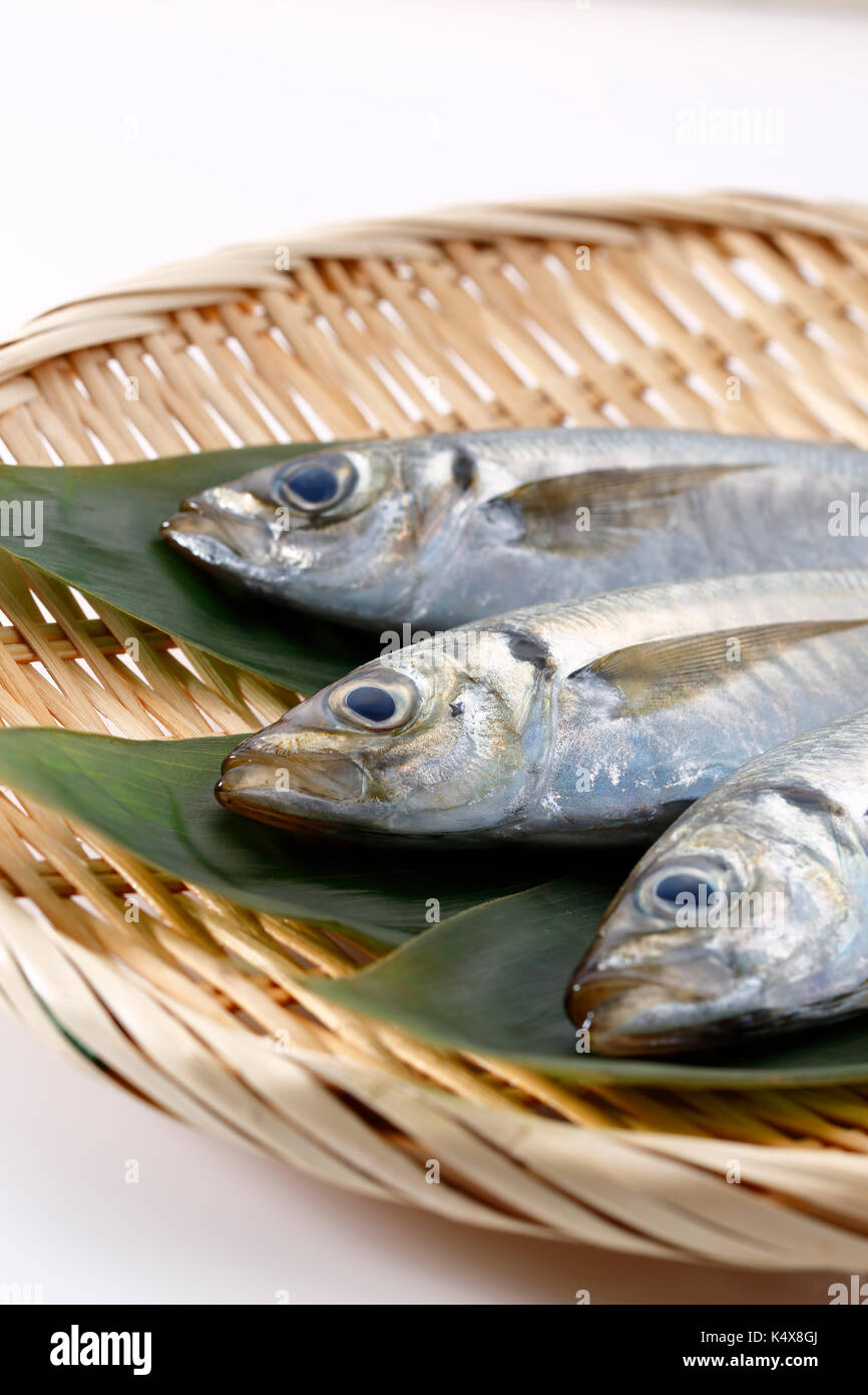 Japanese Horse Mackerel Stock Photo Alamy