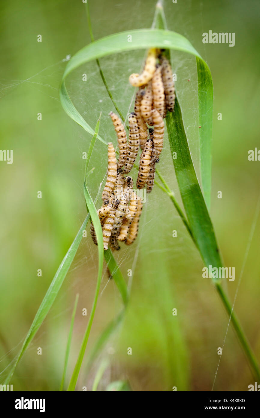 Large Group of Caterpillars in Spring in the grass meadow Stock Photo ...