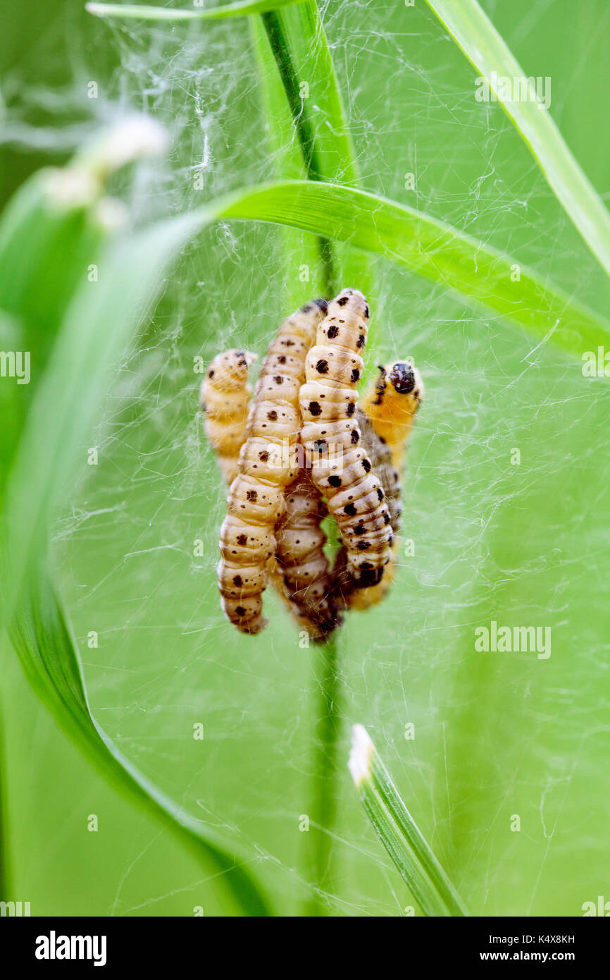 Large Group of Caterpillars in Spring in the grass meadow Stock Photo