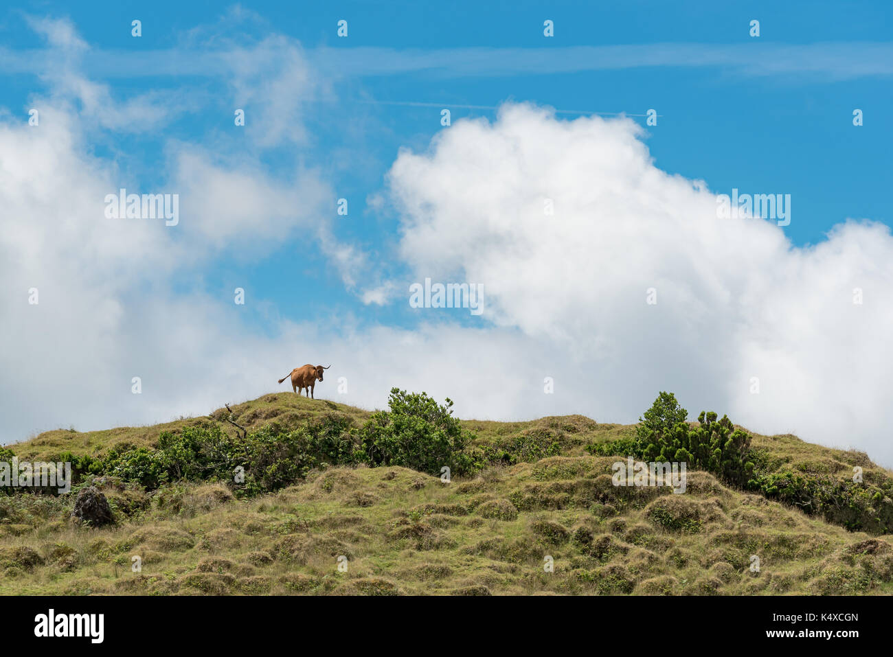 Panorama, Landscape of green pasture and meadows (cow and Bull) at Terceira island, Azores portugal Stock Photo
