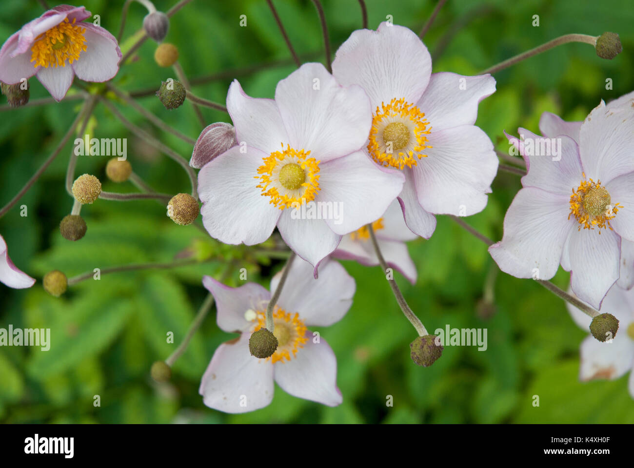 anemone japonica, pink, japanese wind flower,summer and autumn flowering. Stock Photo