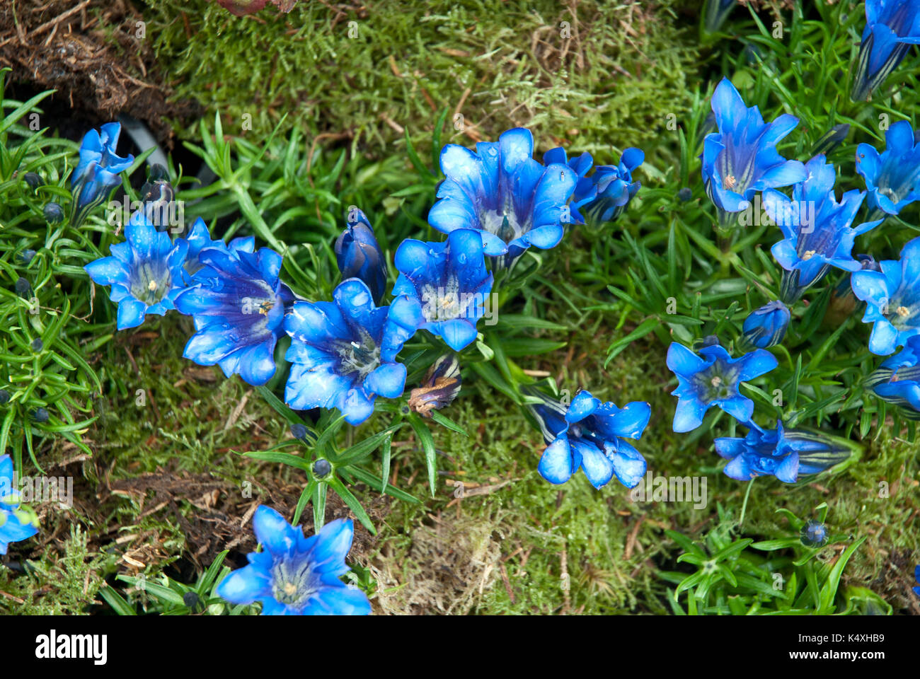 Bright blue gentian violets growing in mossy garden, gentian acaulis (gentiana,gentianeae,gentianinae) Stock Photo