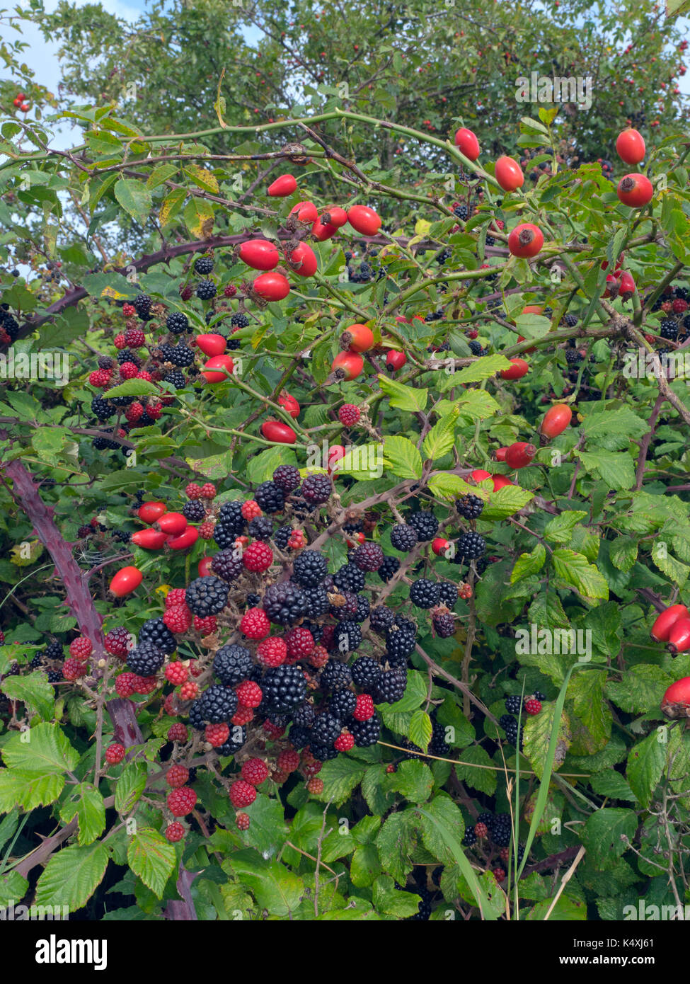 Blackberries Rubus fruticosus with Rose hips in tangled hedgerow Norfolk Stock Photo