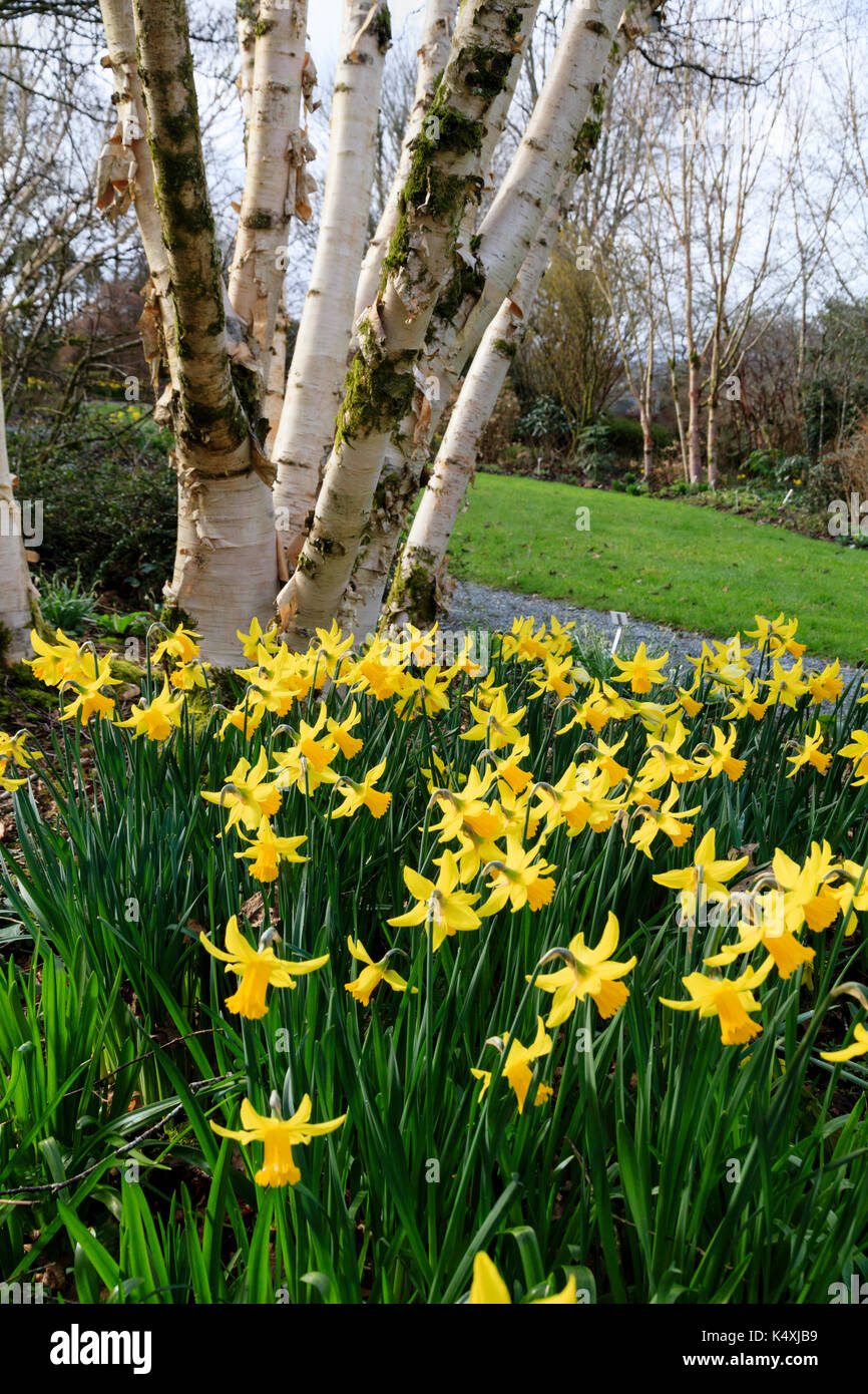 Narcissus 'February Gold' adds a splash of late winter yellow under the silver bark of,Betula 'Fetisowii' at The Garden House, Devon, UK Stock Photo