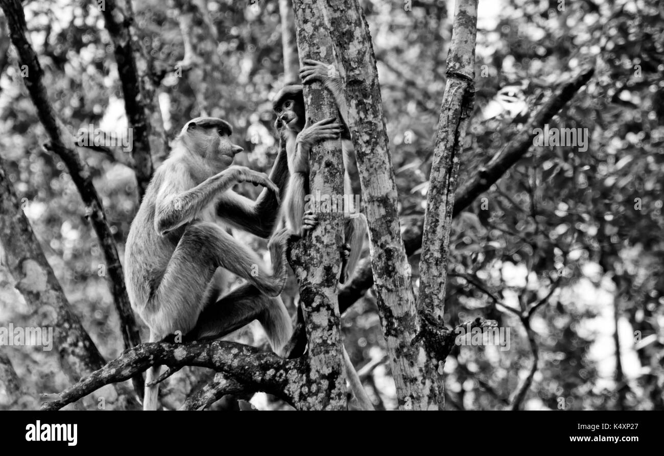 Nosed monkeys in the jungles of Borneo (Kalimantan) Stock Photo