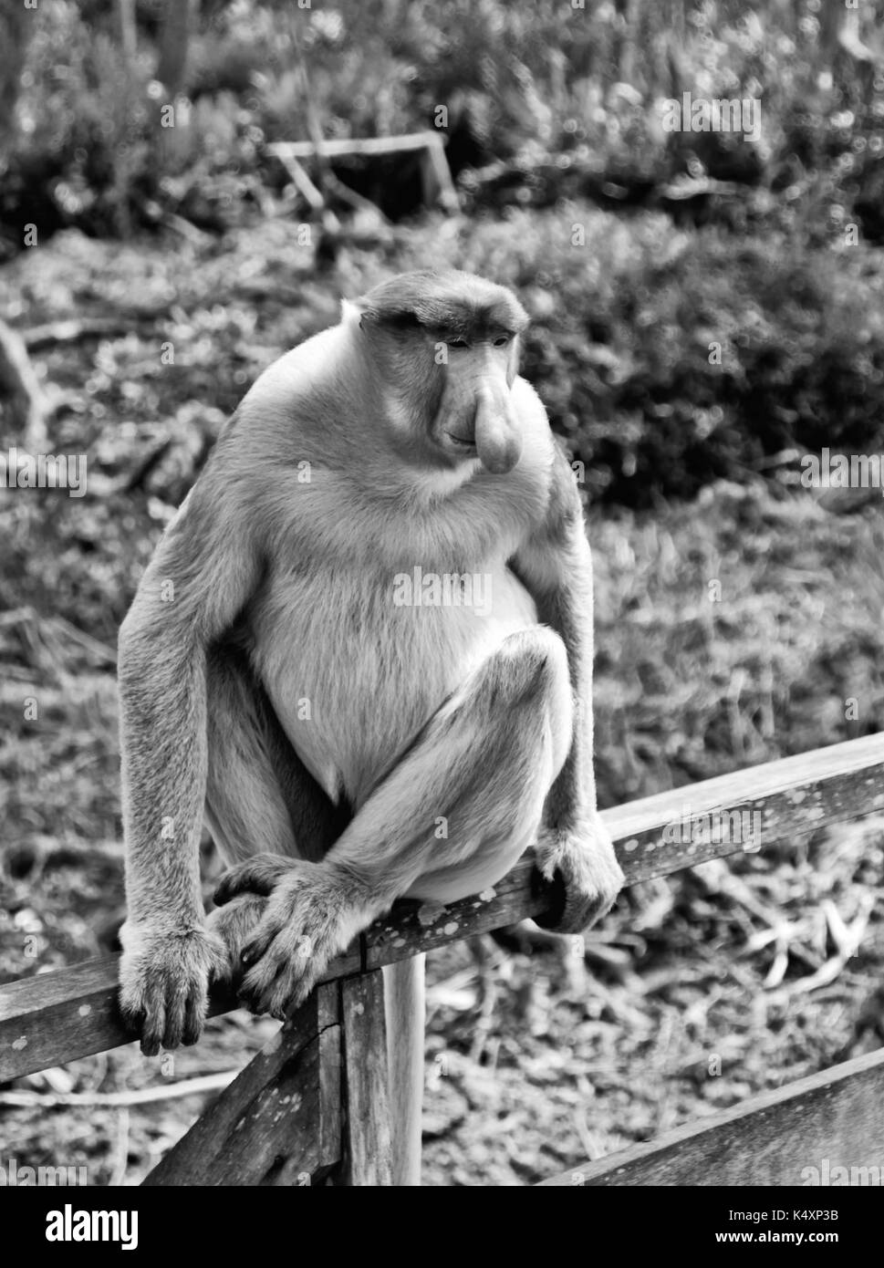 Nosed monkeys in the jungles of Borneo (Kalimantan) Stock Photo
