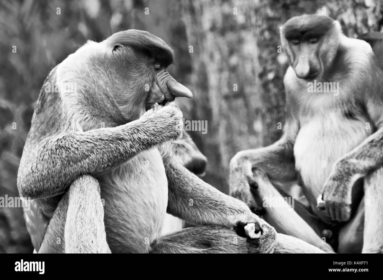 Nosed monkeys in the jungles of Borneo (Kalimantan) Stock Photo