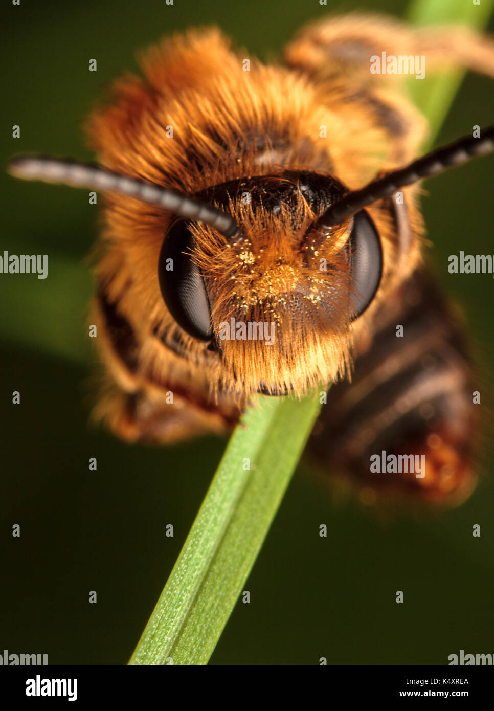 Mining Bee Stock Photo
