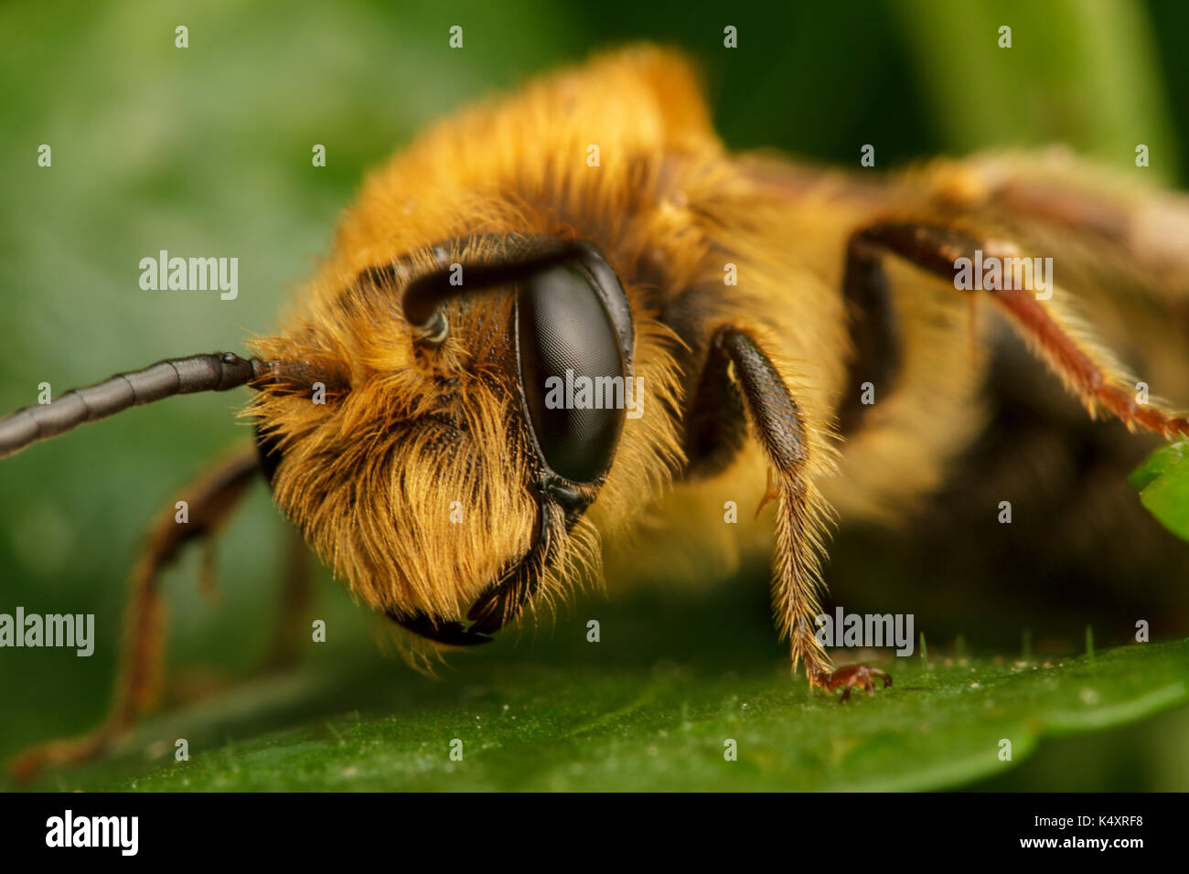 Mining Bee Stock Photo