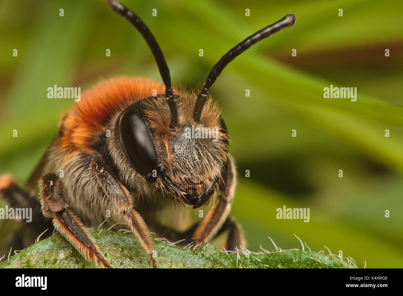 Bees insect insects entomology hymenoptera invertebrate invertebrates ...