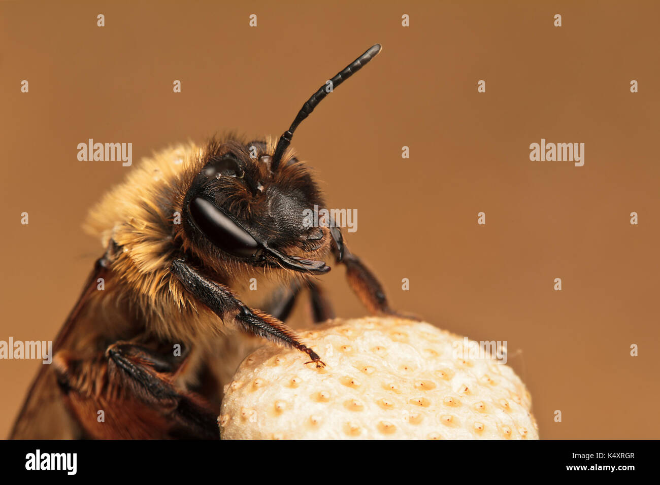 Mining Bee Stock Photo