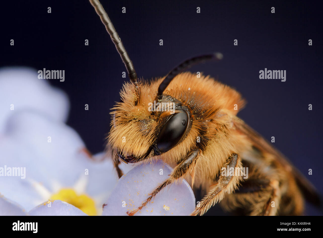 Mining Bee Stock Photo