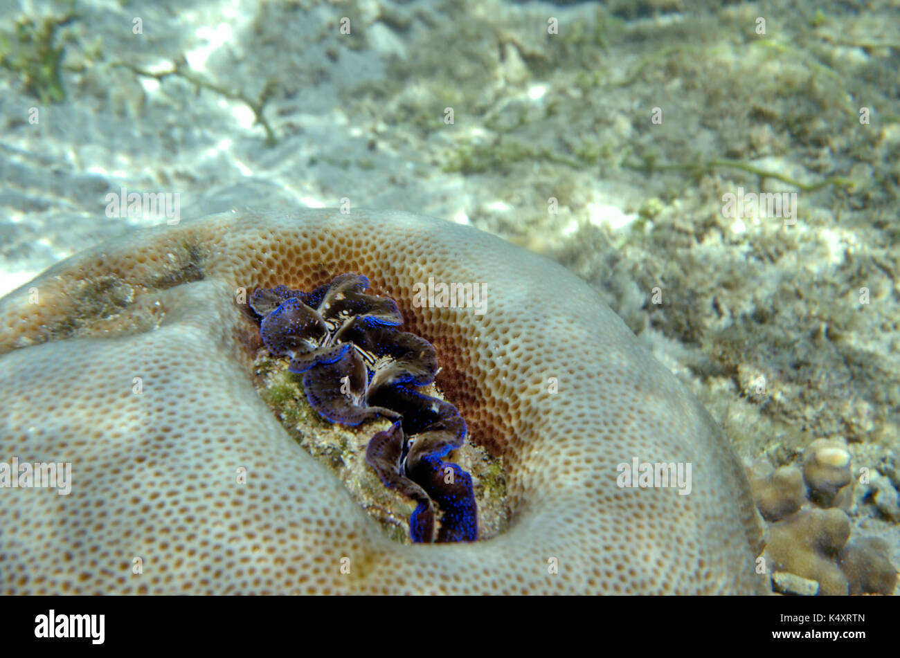 The underwater world of the Sulu Sea Stock Photo
