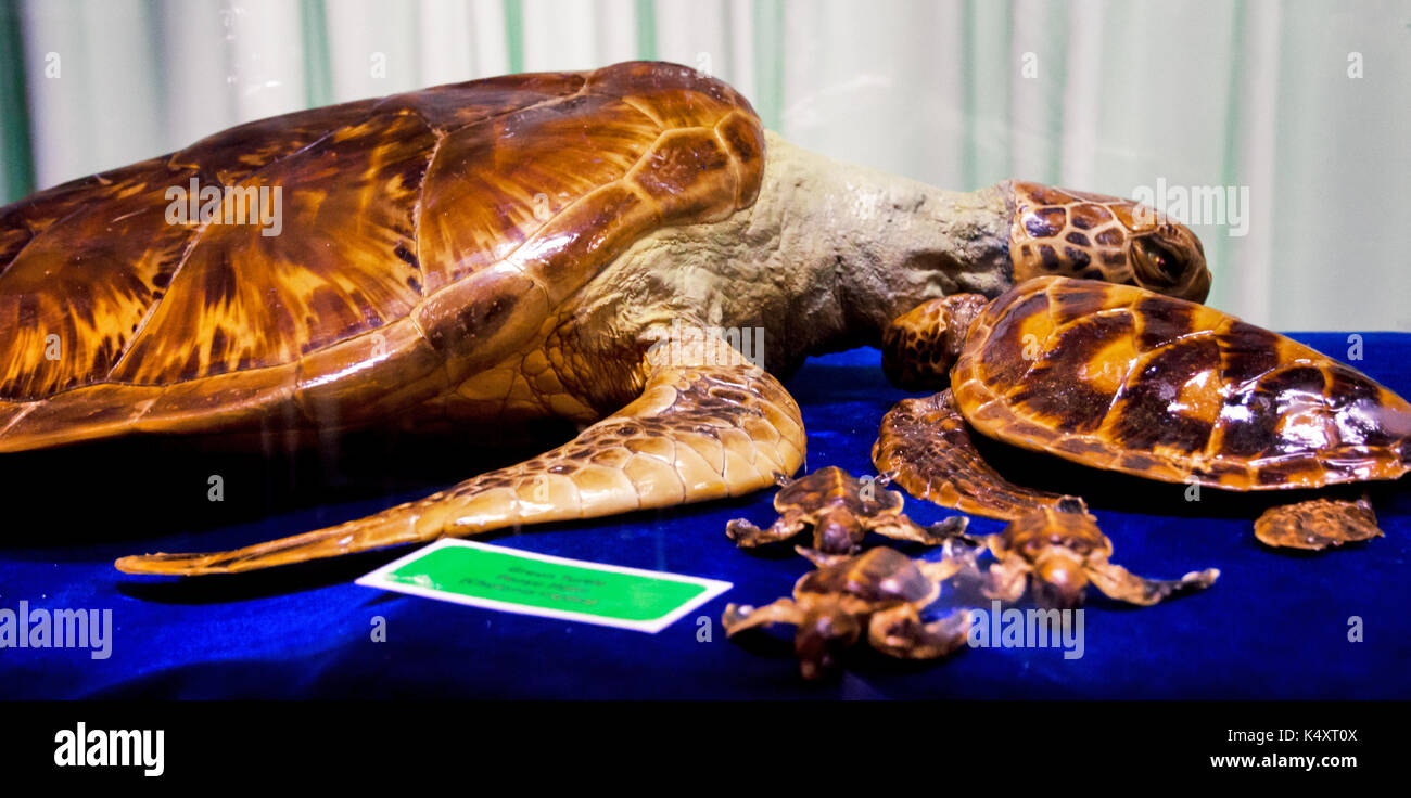 Turtle hatchery on the Selingan island Stock Photo