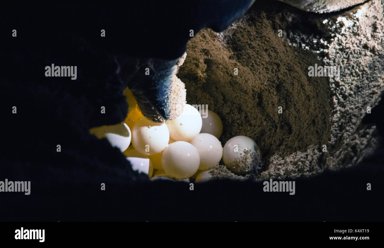 Turtle hatchery on the Selingan island Stock Photo