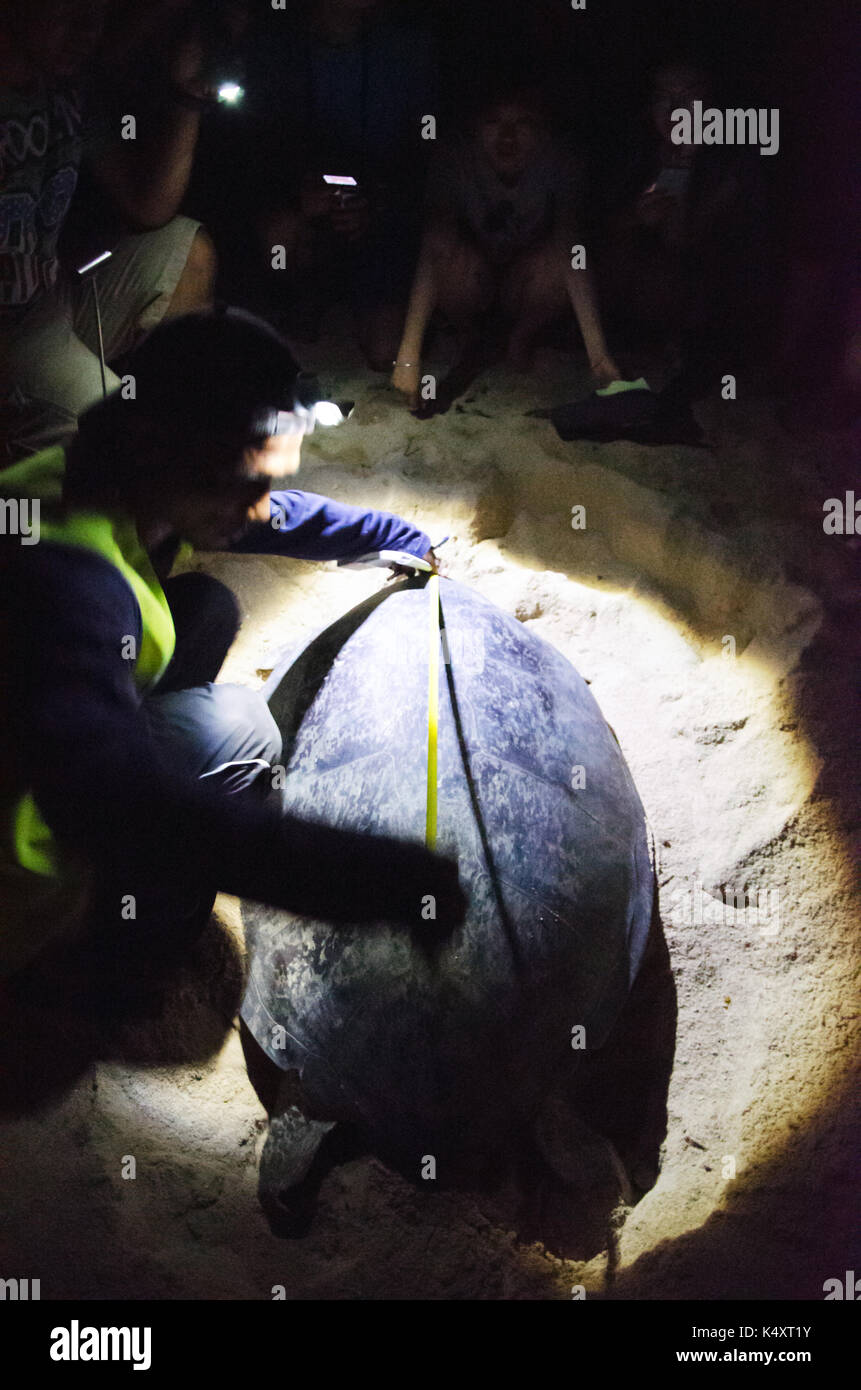 Turtle hatchery on the Selingan island Stock Photo