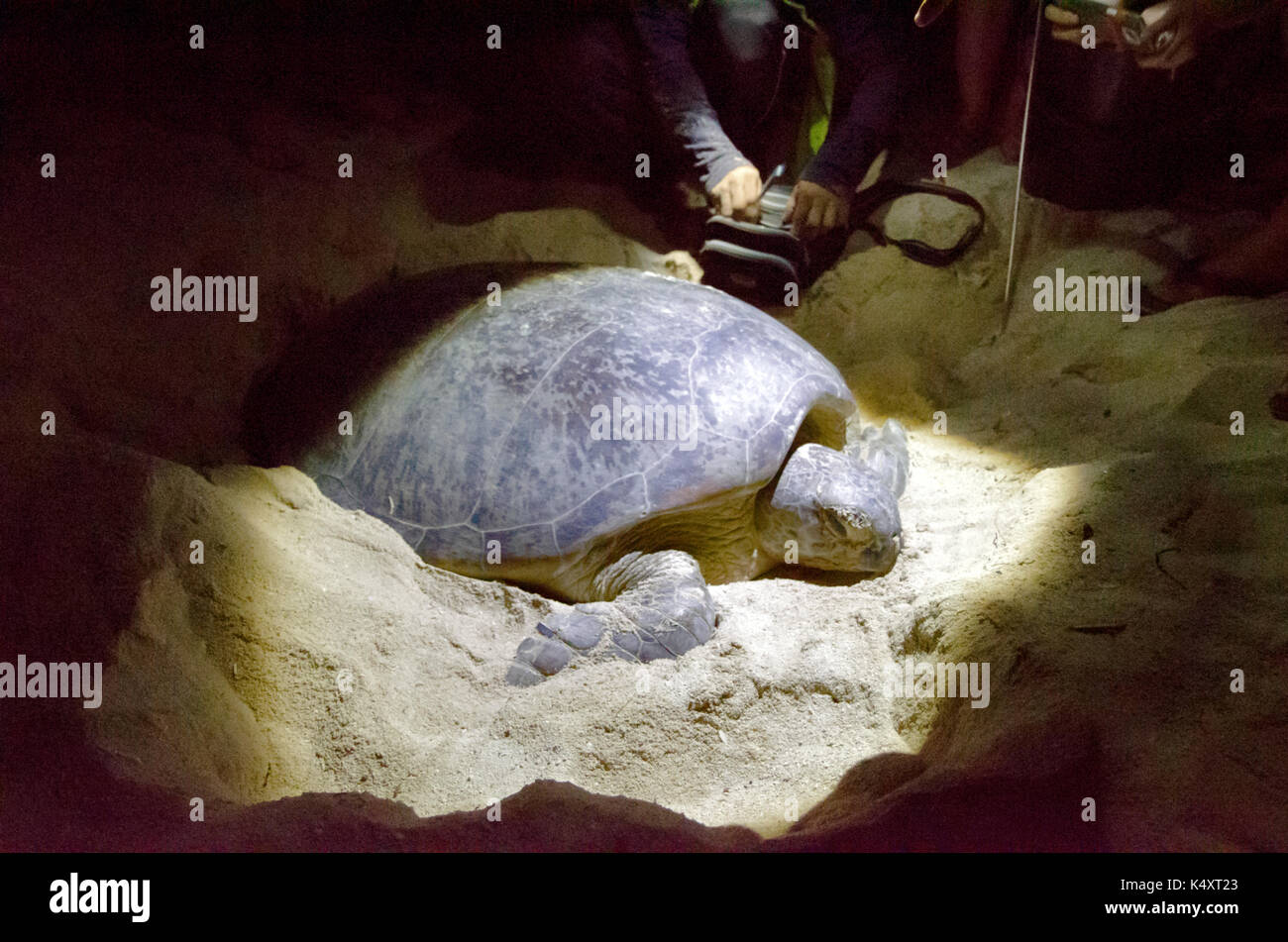 Turtle hatchery on the Selingan island Stock Photo