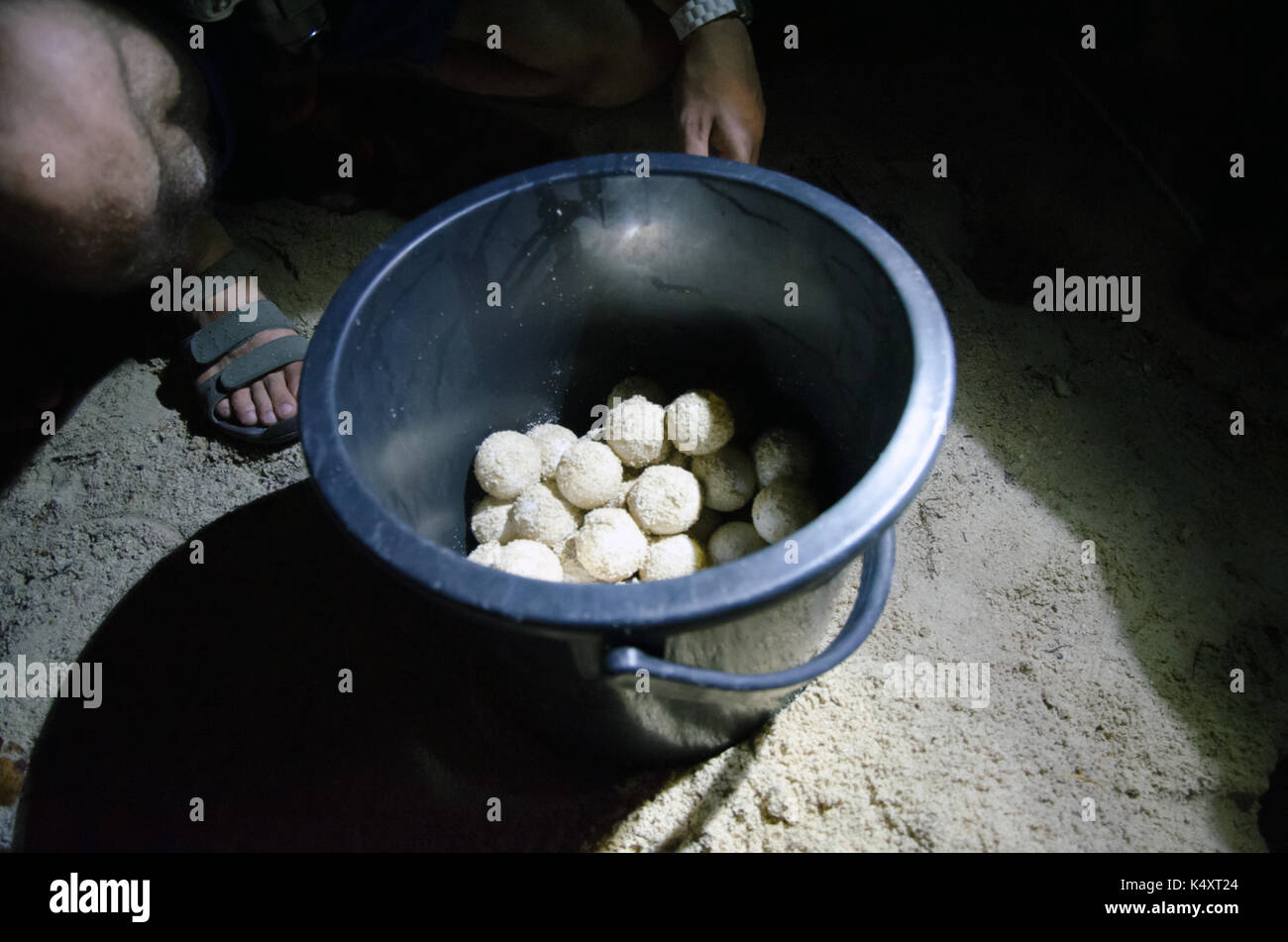 Turtle hatchery on the Selingan island Stock Photo