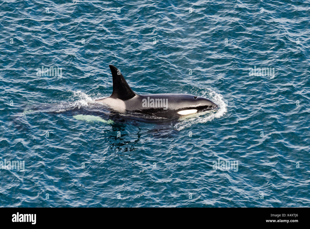 Killer Whale - Orcinus orca, Shetlands, UK Stock Photo