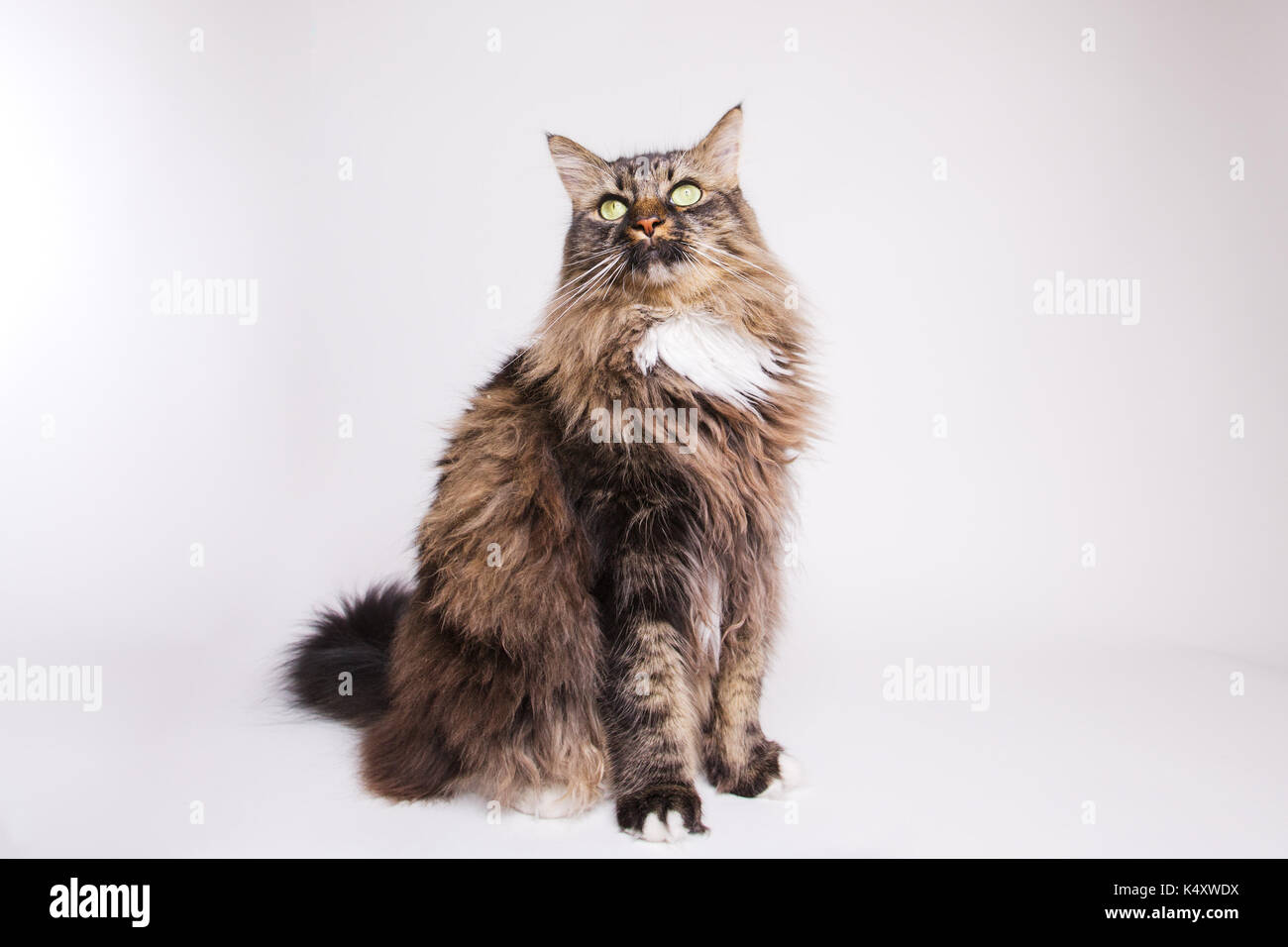 Tabby cat Stock Photo