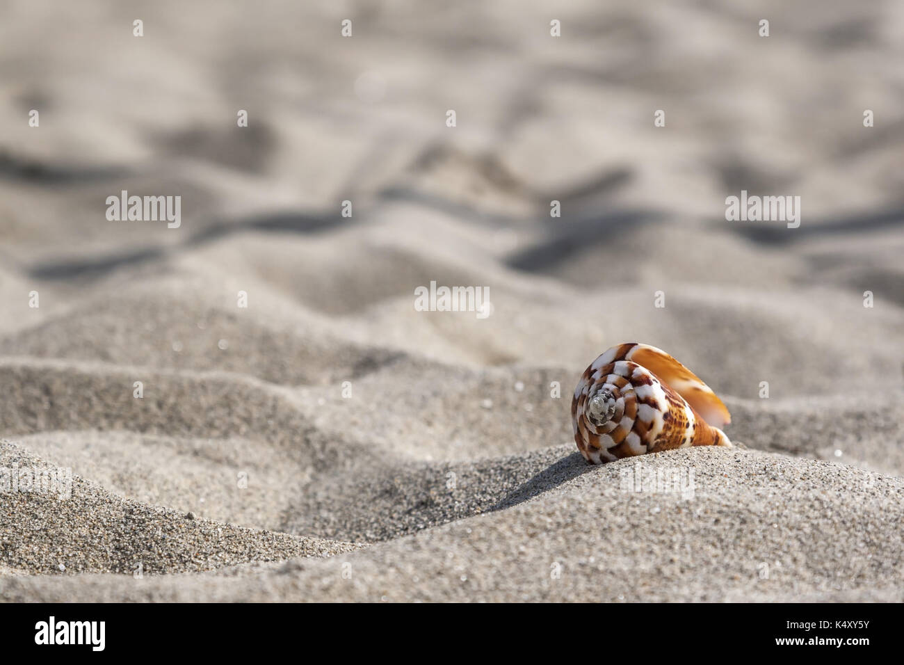 Sea snail shell in sand Stock Photo Alamy