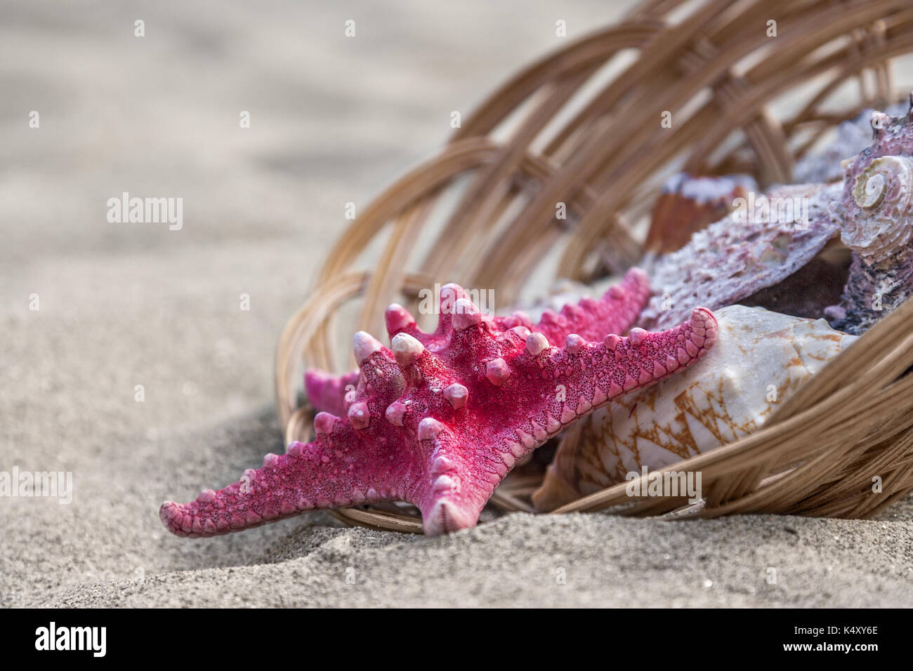Starfish and seashells in basket on sand beach Stock Photo