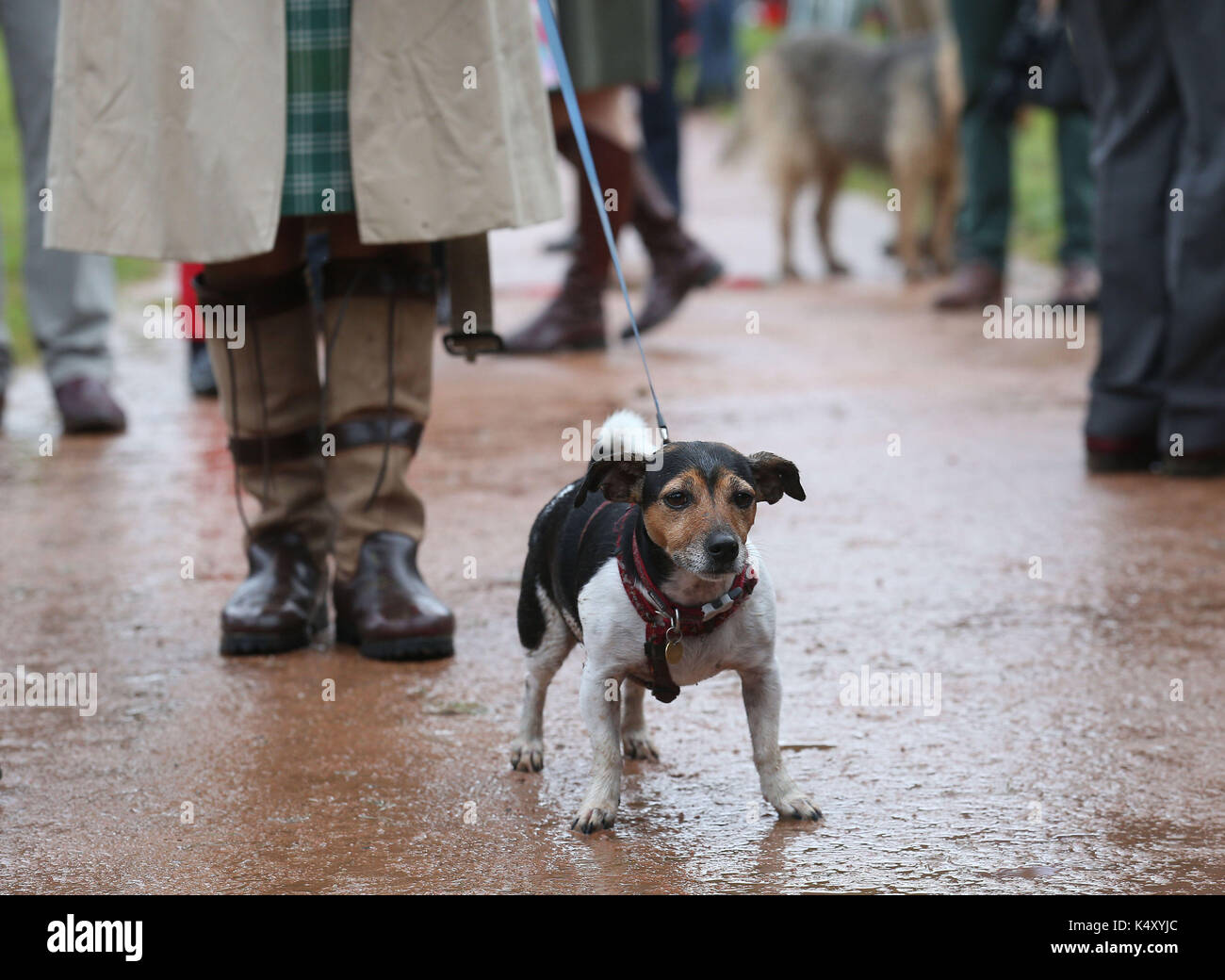 Dog show dumfries house hires stock photography and images Alamy
