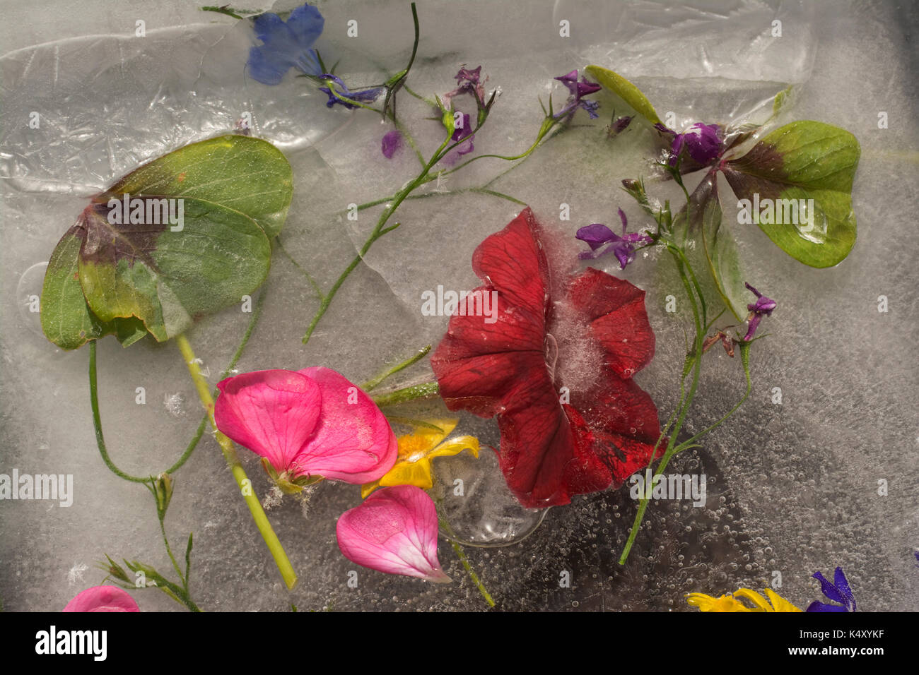 Flowers foroen in ice Stock Photo