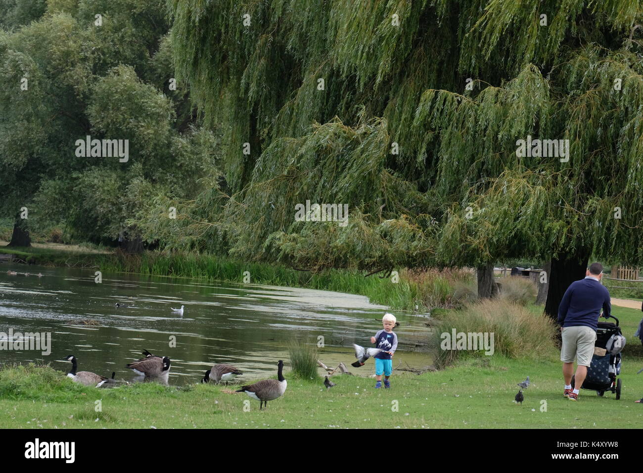 boy feeding ducks Stock Photo