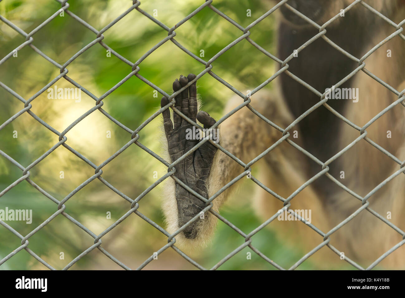 Closeup monkey's foot in cage Stock Photo Alamy