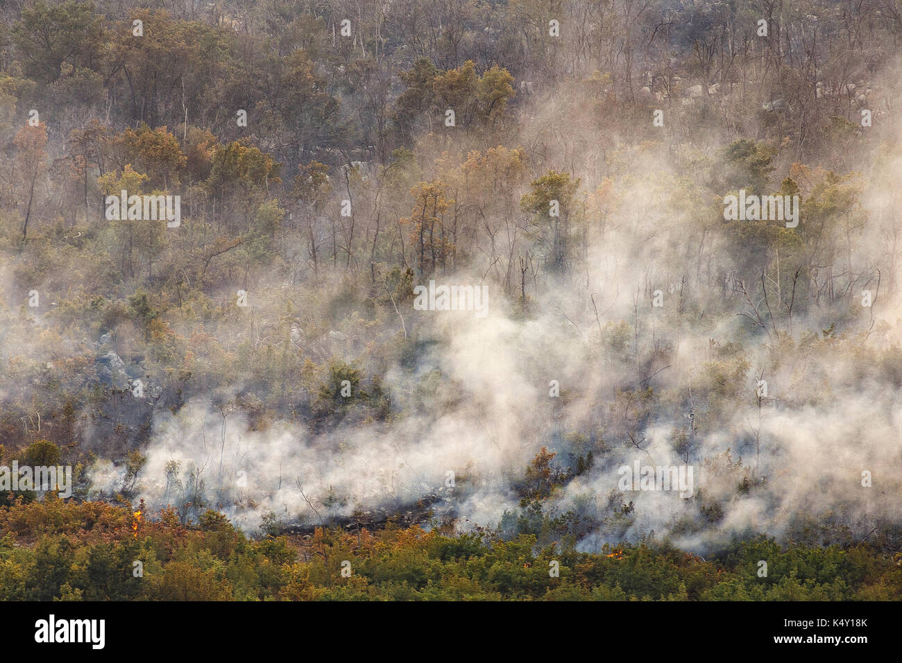 The smoke filled forest from wildfire on mountain Leotar Stock Photo