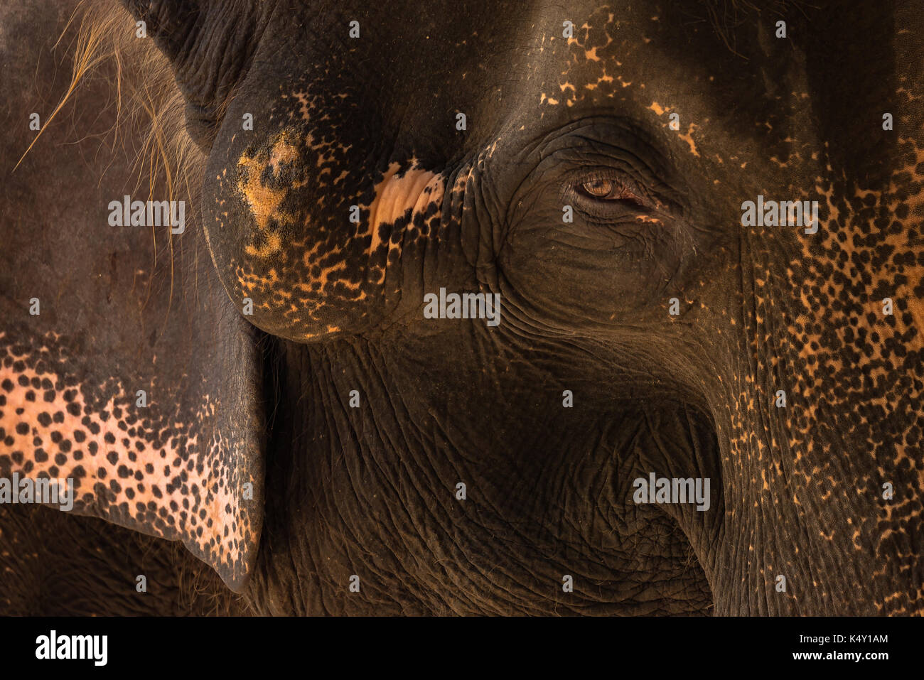 Close-up Thai elephant with sad eyes, head shot, natural light Stock Photo