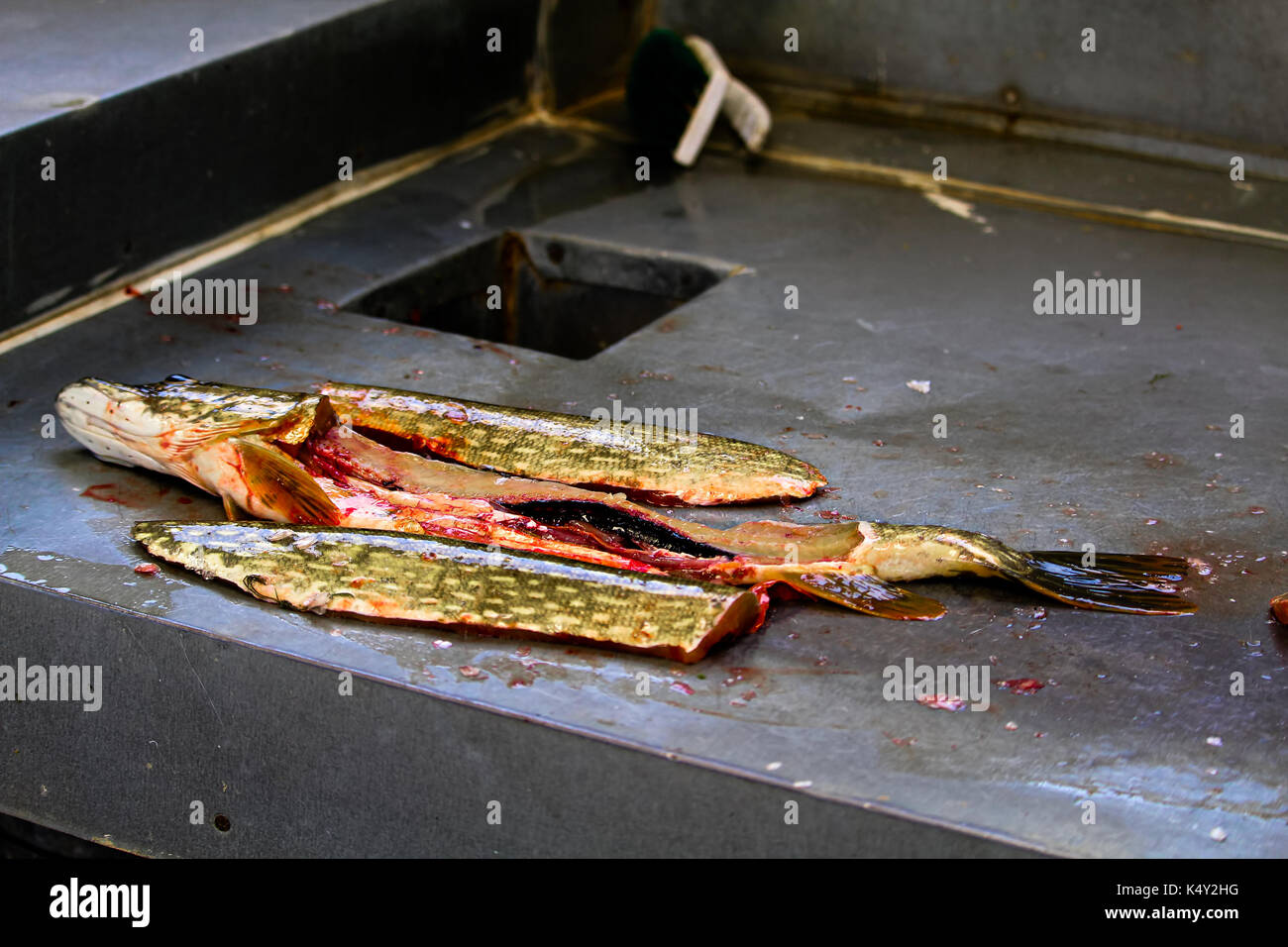 Two fillets removed from a jack fish. Stock Photo