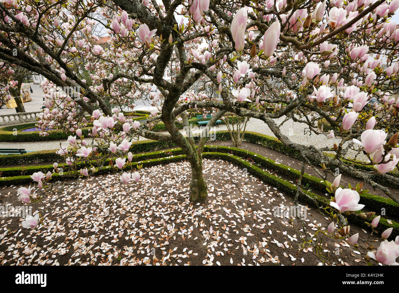 Magnolia blossom. Viseu, Portugal Stock Photo