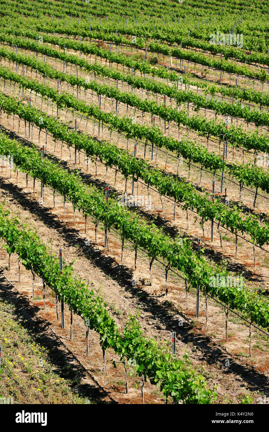 Vineyards in Palmela. Portugal Stock Photo