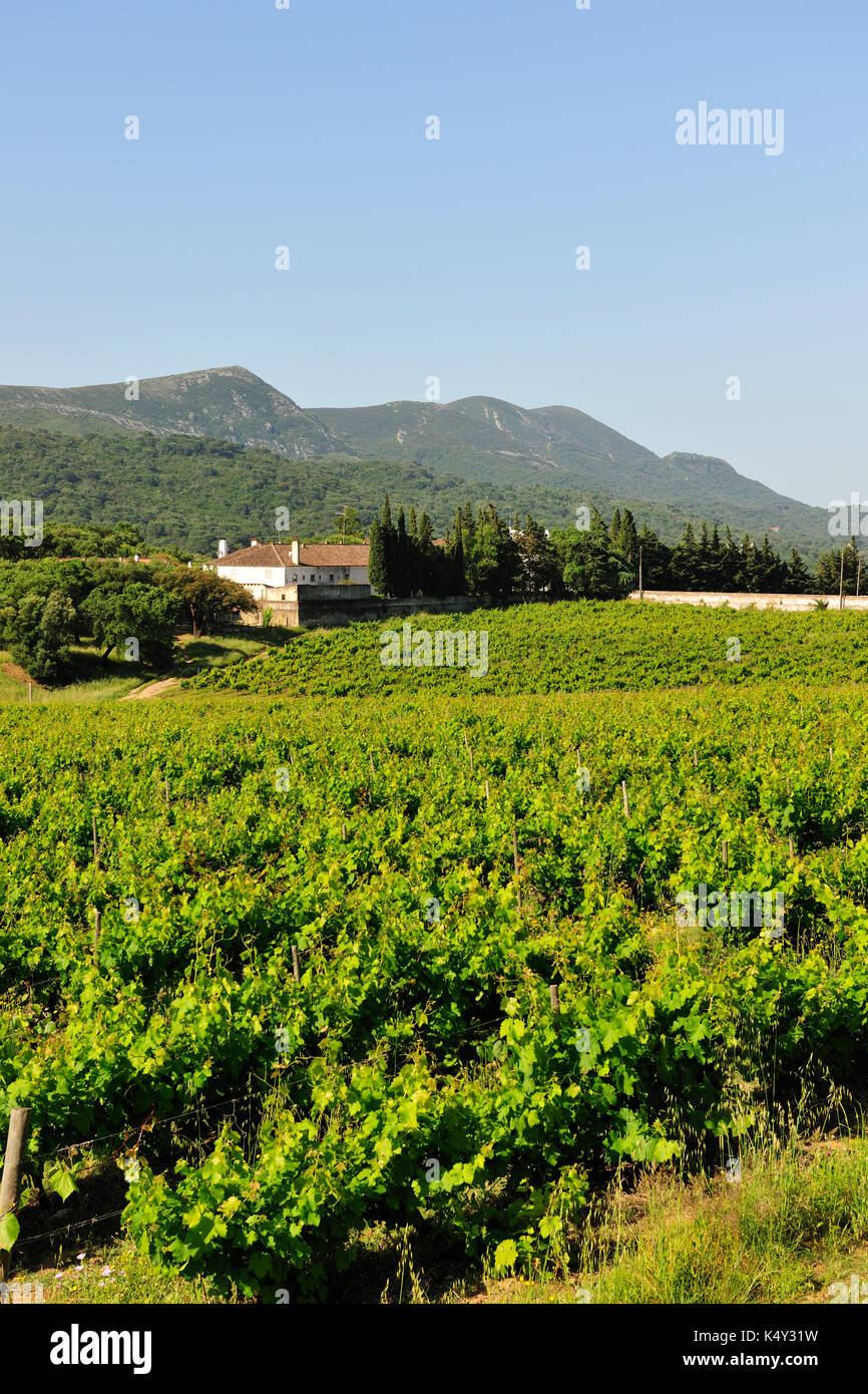 Vineyards in the Arrábida Natural Park. Setúbal, Portugal Stock Photo