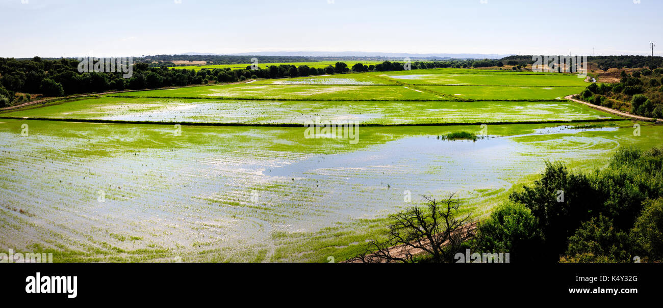 Rice fields in Benavente. Ribatejo, Portugal Stock Photo