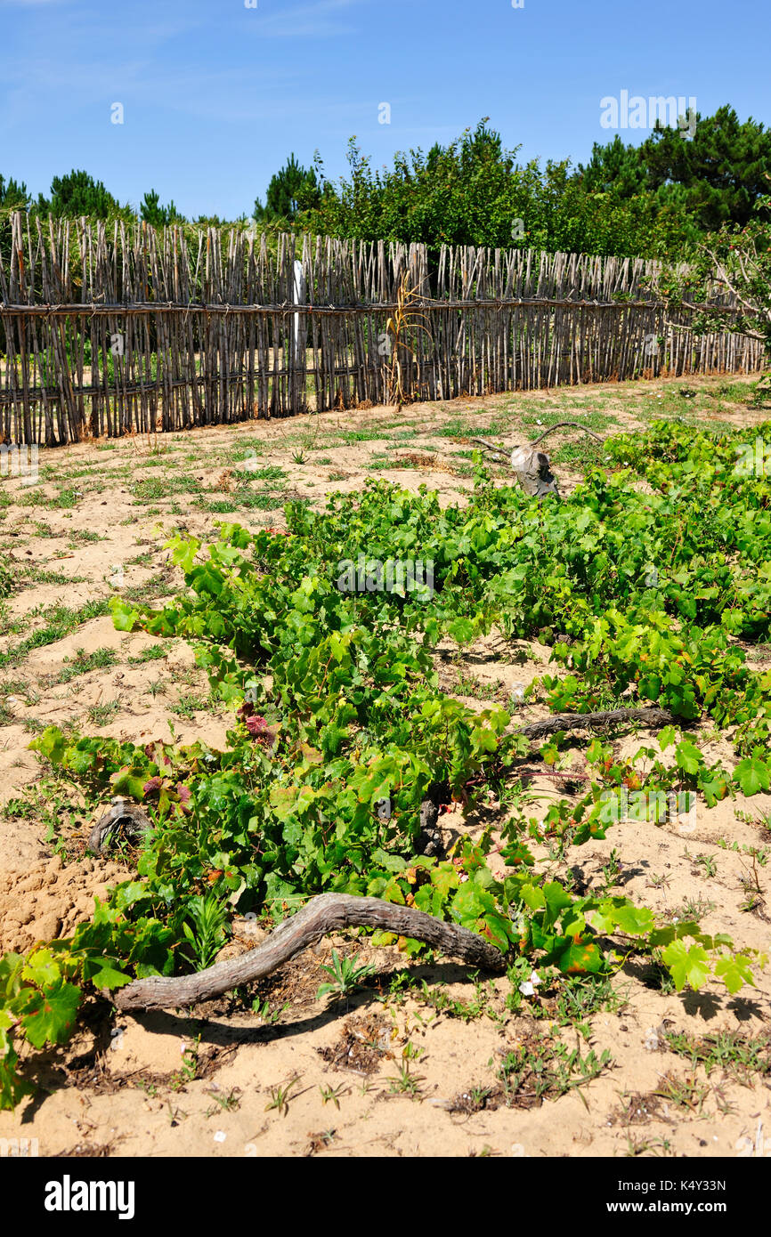 Fontanelas vineyards to produce the famous Colares wine. Sintra region,  Portugal Stock Photo - Alamy