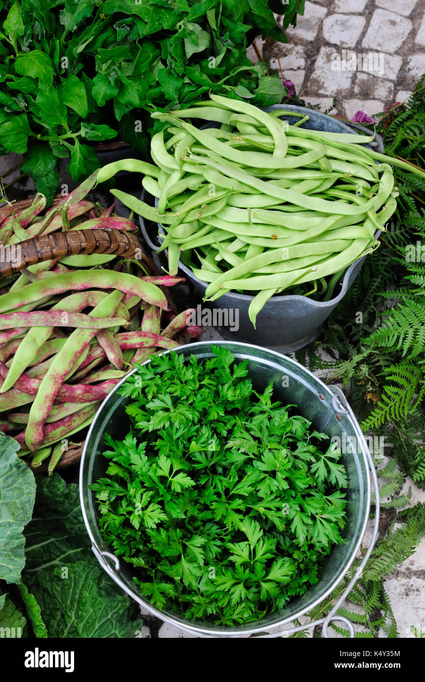 Parsley (salsa) and green beans. Food market, Lisbon. Portugal Stock Photo