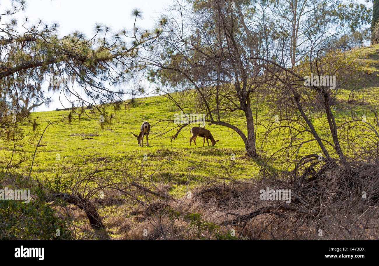 Grazing mule deer hi-res stock photography and images - Alamy - Grazing Dogs With Deer